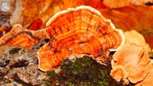 gyógygomba ganoderma reishi pecsétviasz gomba